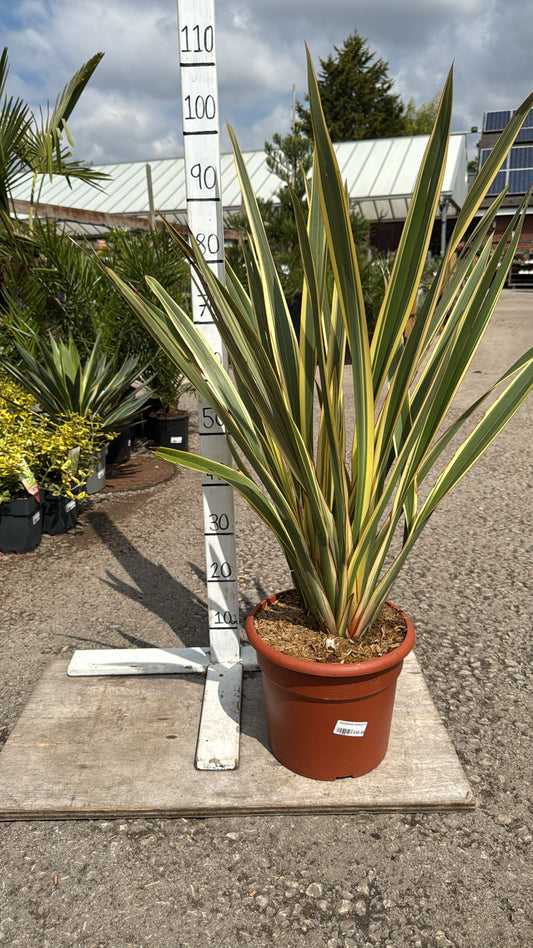 Phormiium Variegata