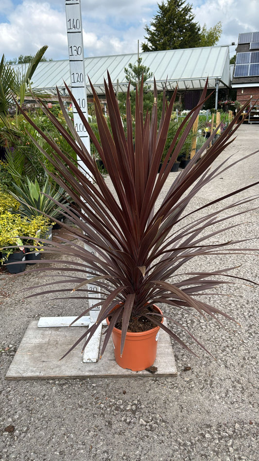 Cordyline Red Star 9L
