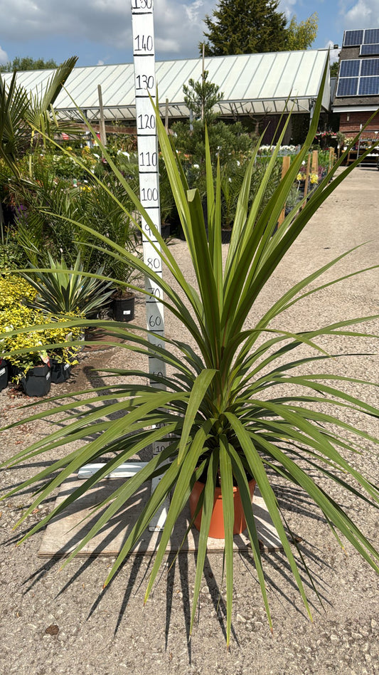 Cordyline Peko 9L