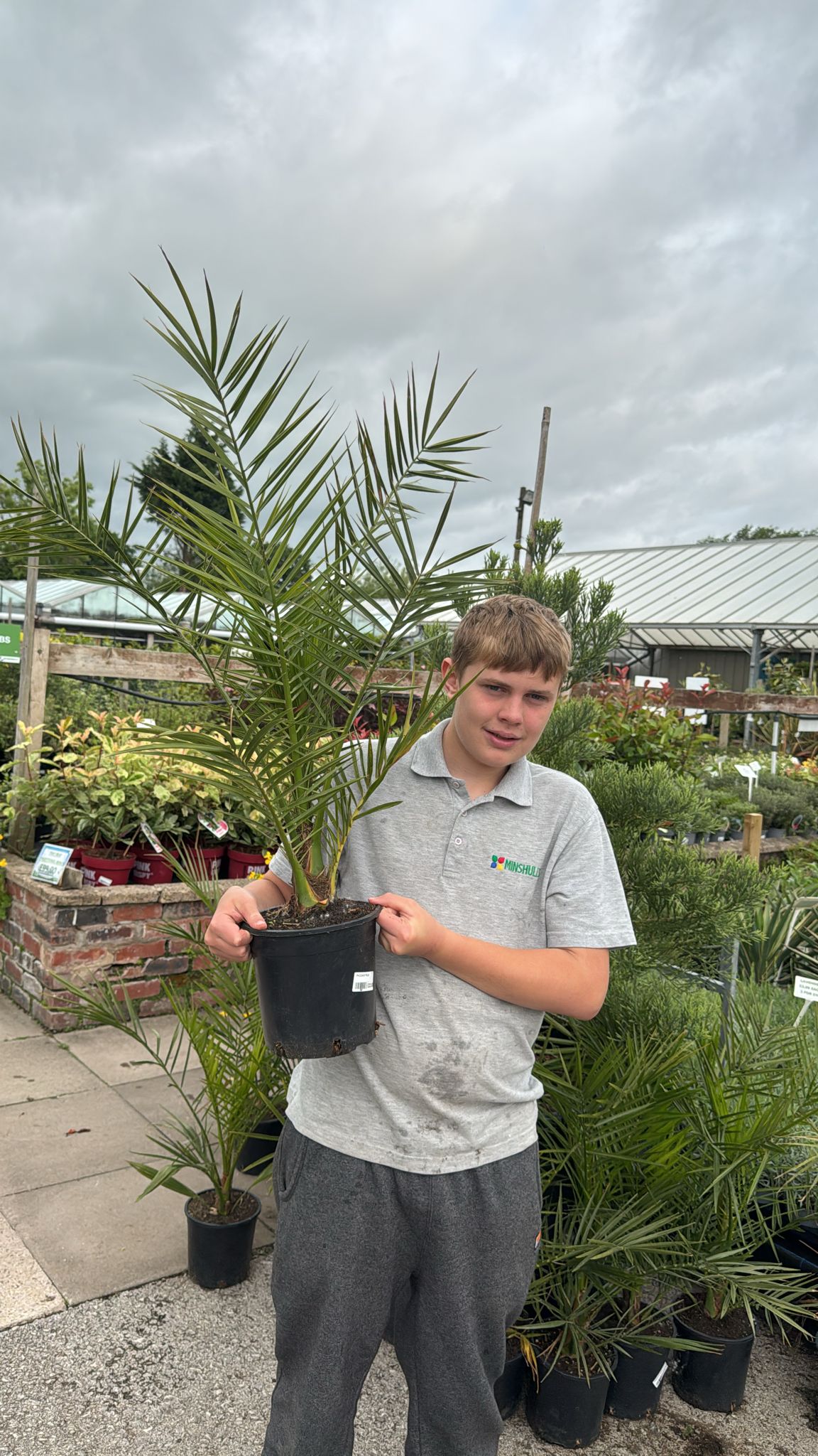 Phoenix Palm
