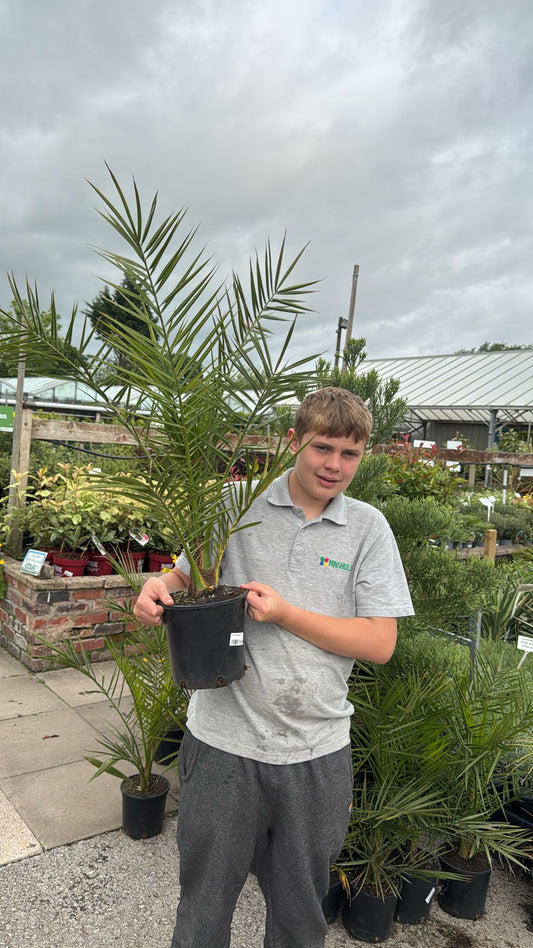 Phoenix Palm