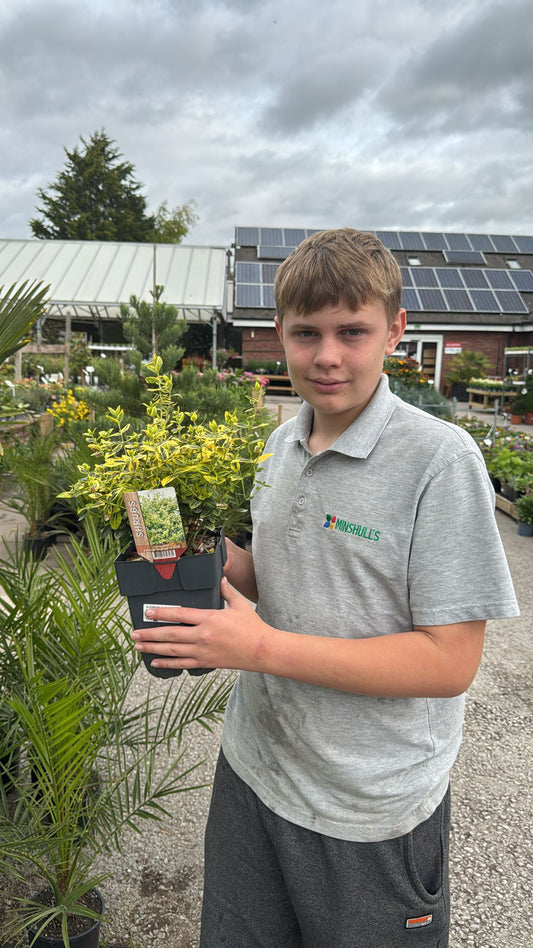 Euonymus Fortunei 'Emerald 'n' Gold' 2L