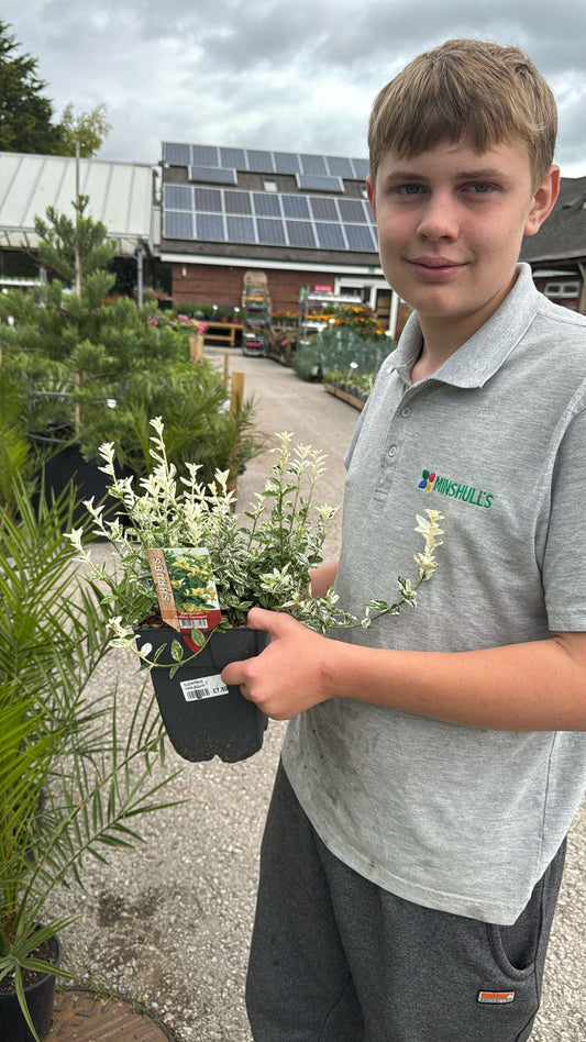 Euonymus Fortunei 'Harlequin' 2L