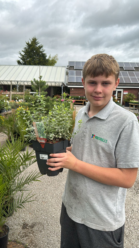 Euonymus Fortunei 'Emerald Gaiety' 2L