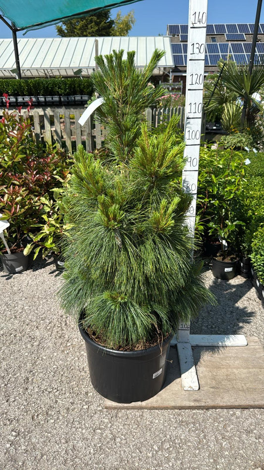 Pinus Schwerinii 'Wiethorst' 30L Pot