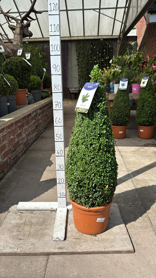 Buxus Cone 7.5L Pot