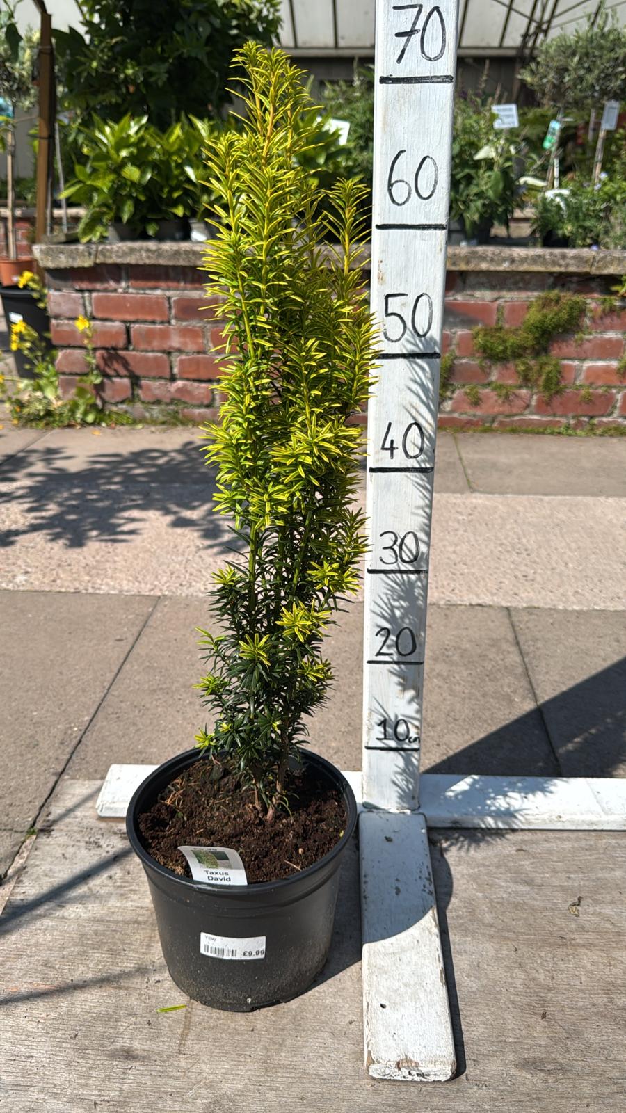 Taxus David