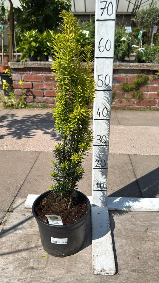 Taxus David