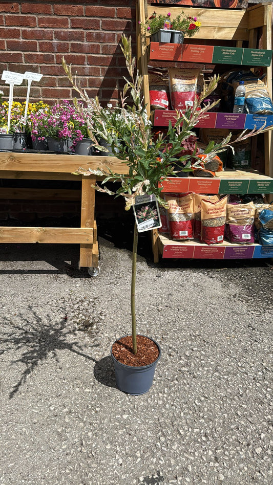 Salix Hakuiro-Nishiki