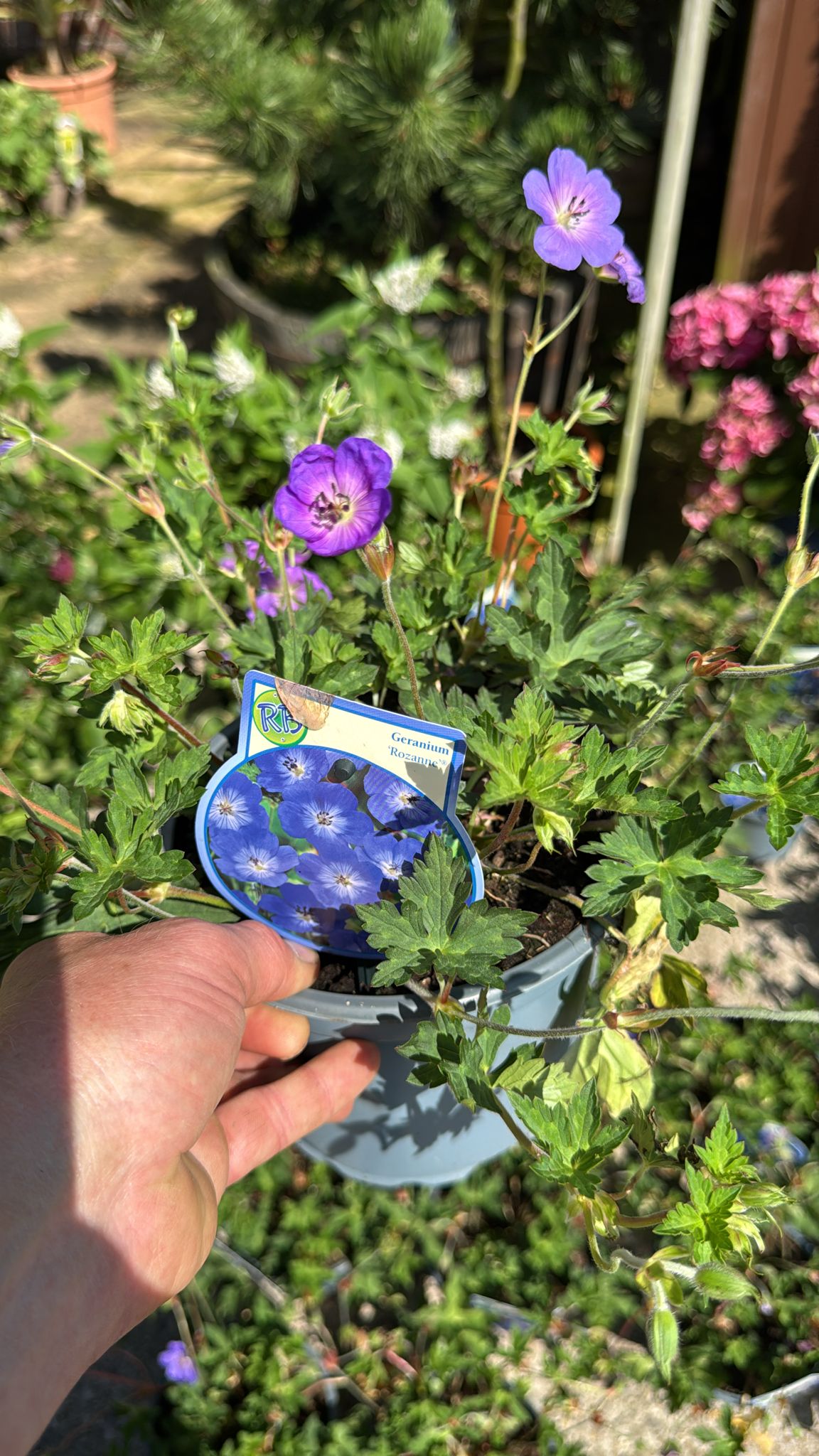 Geranium 'Rozanne' 2L