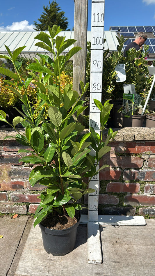 Laurel Rotundifolia 90-120cm