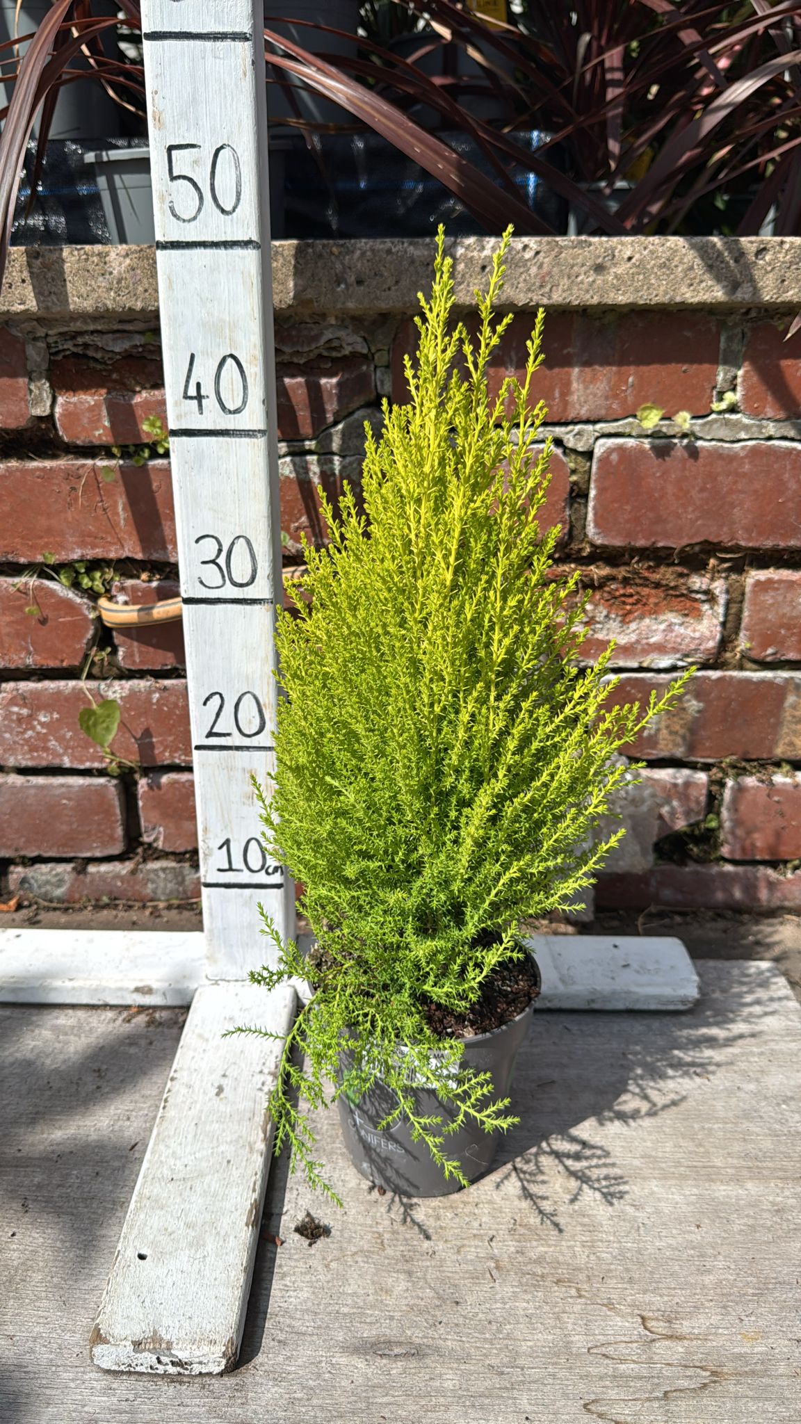 Cupressus Wilma 1 L
