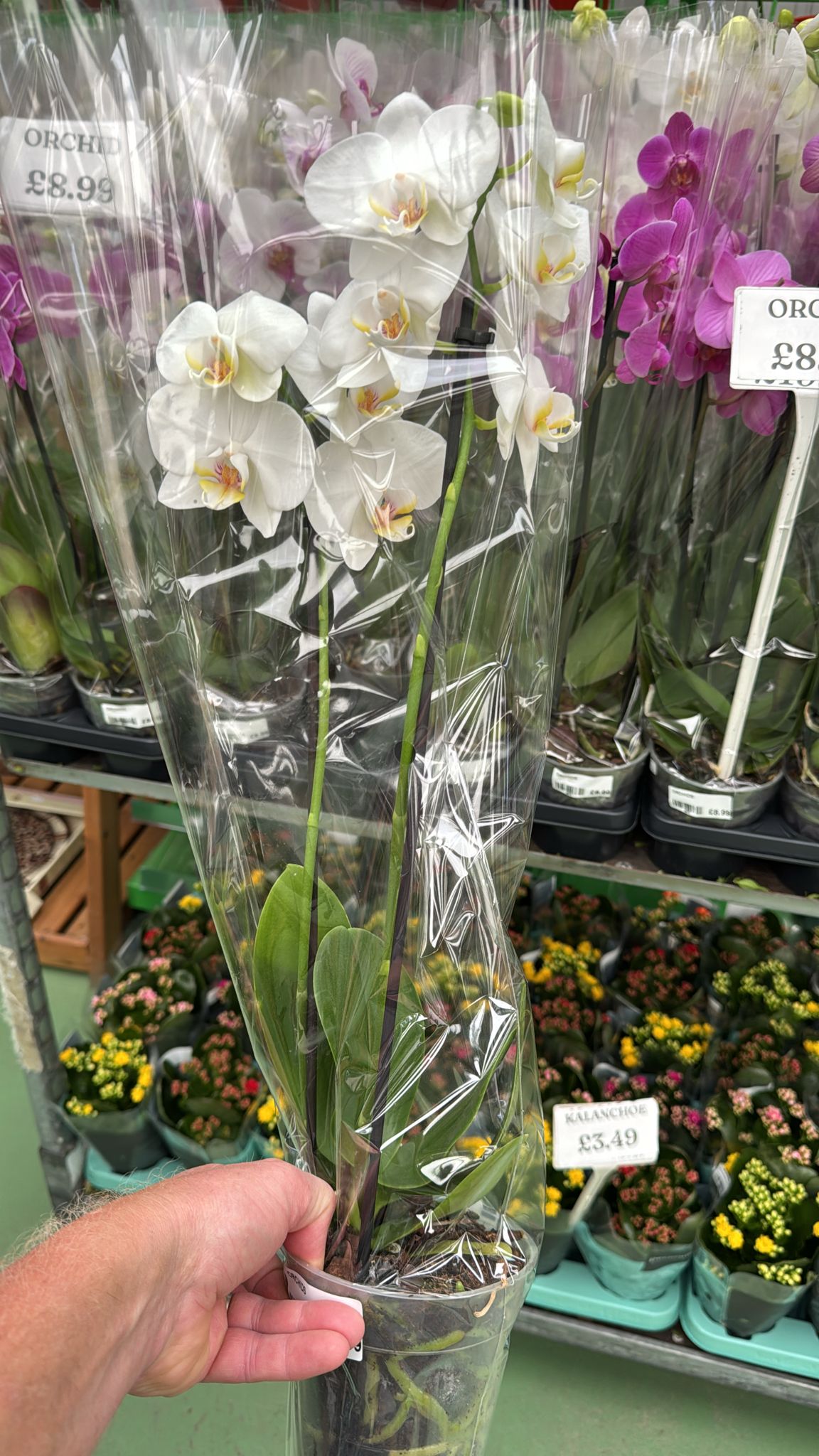 Phalaenopsis Orchid 2 flower stem 11cm Pot (white)