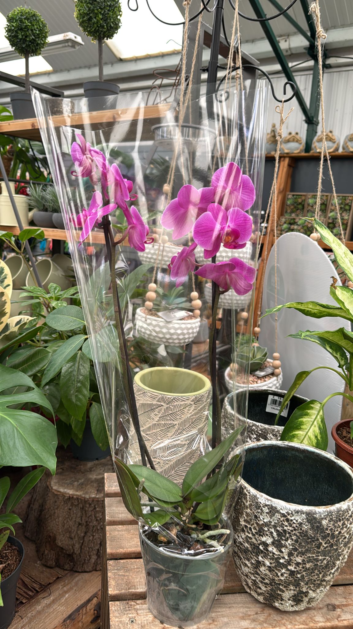 Phalaenopsis Orchid 2 flower stem 11cm Pot (purple).