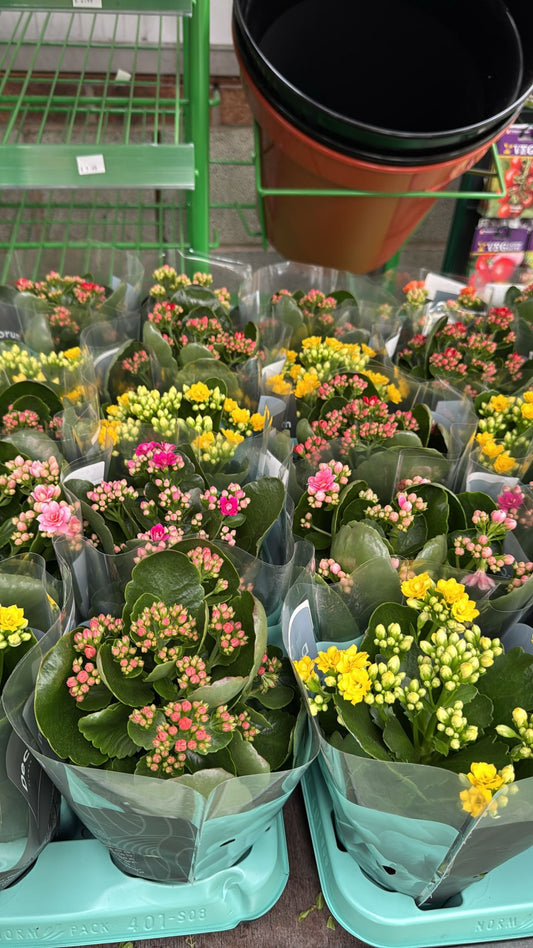 Kalanchoe 10.5cm Pot