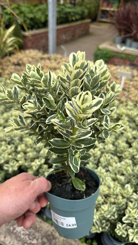 Hebe Addenda Variegata 11cm Pot