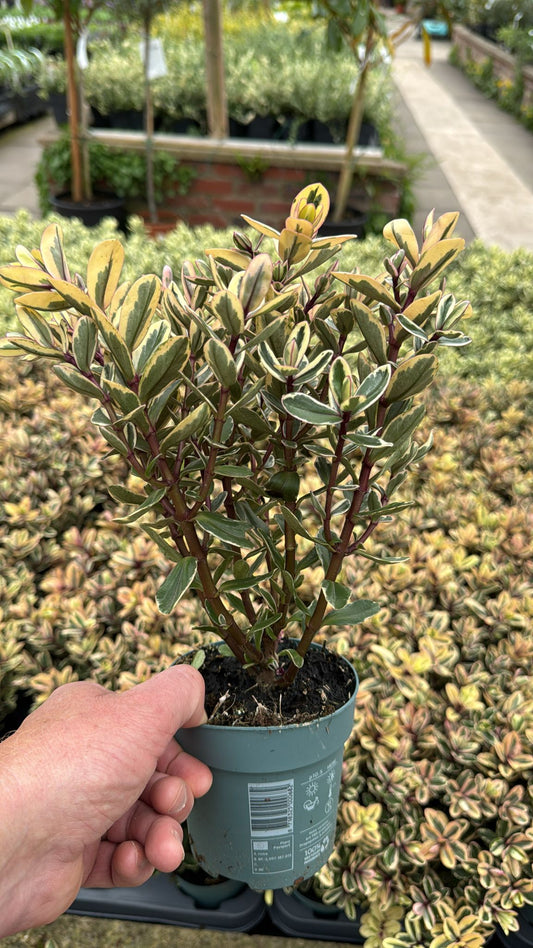 Hebe Addenda Tricolour 11cm Pot