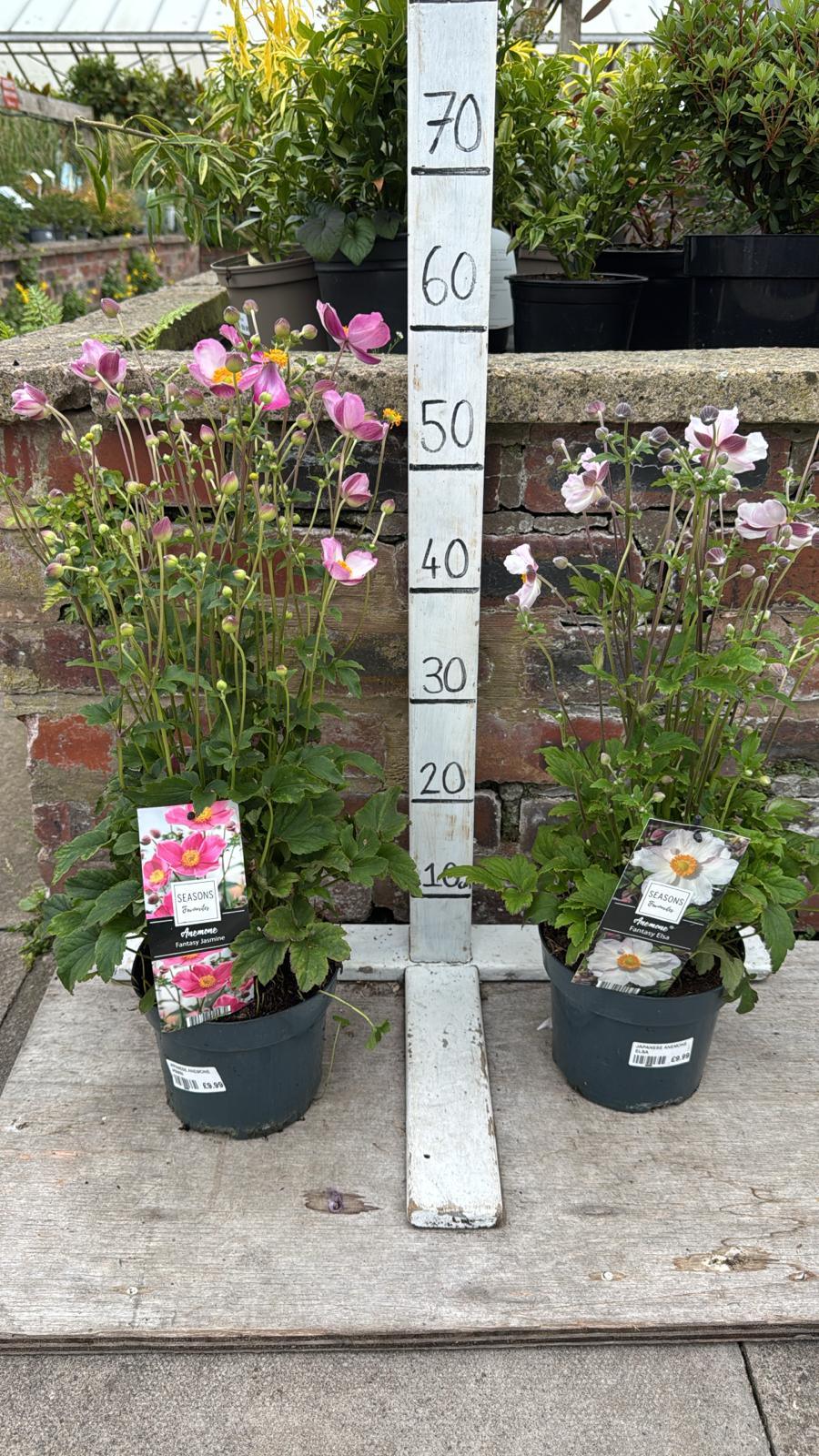 Japanese Anemone, Fantasy Elsa 2L