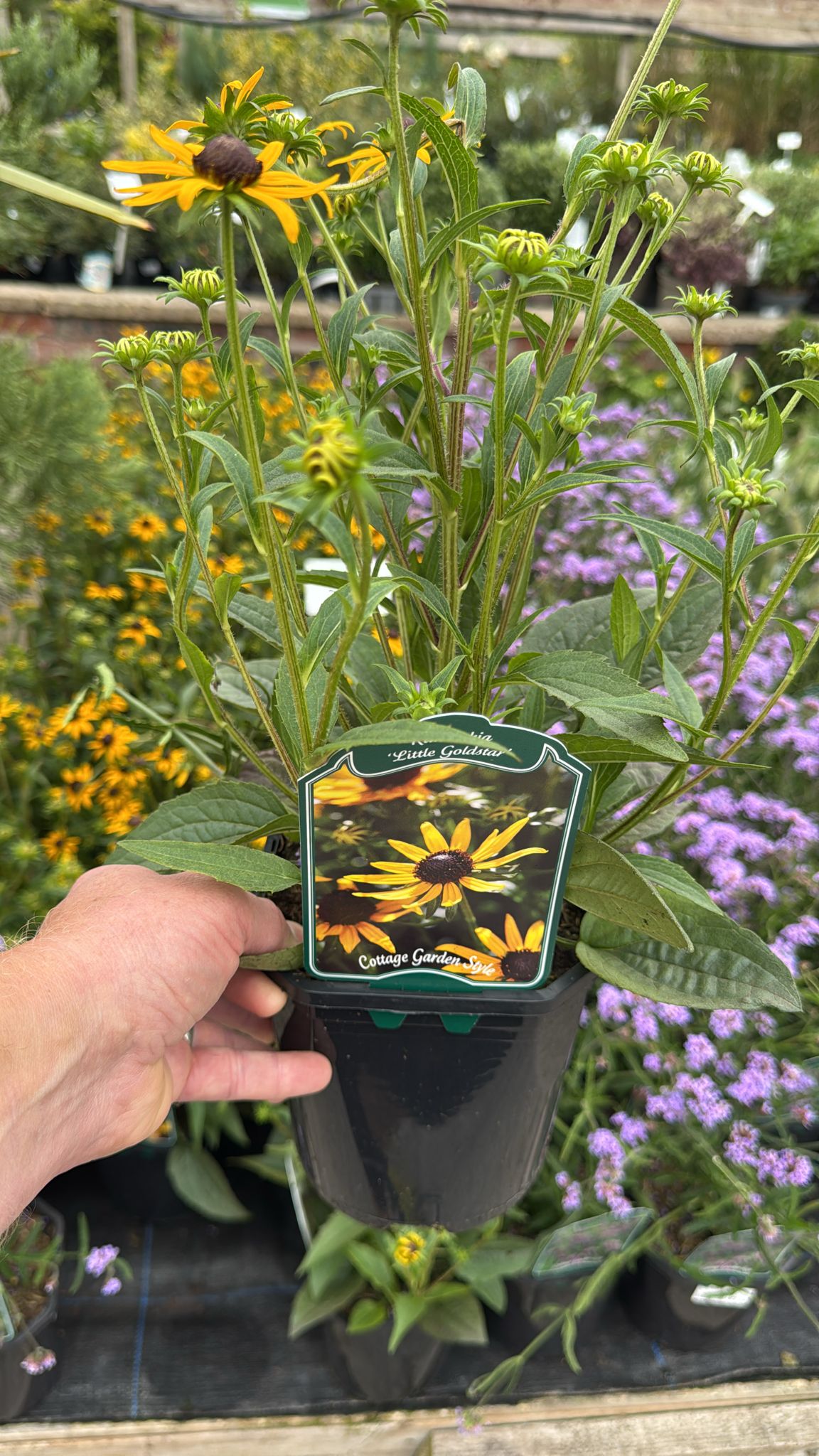 Rudbeckia 'Little Gold Star' 2L