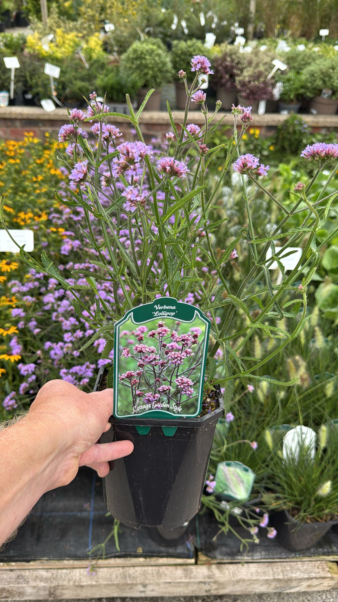 Verbena 'Lollipop' 2L