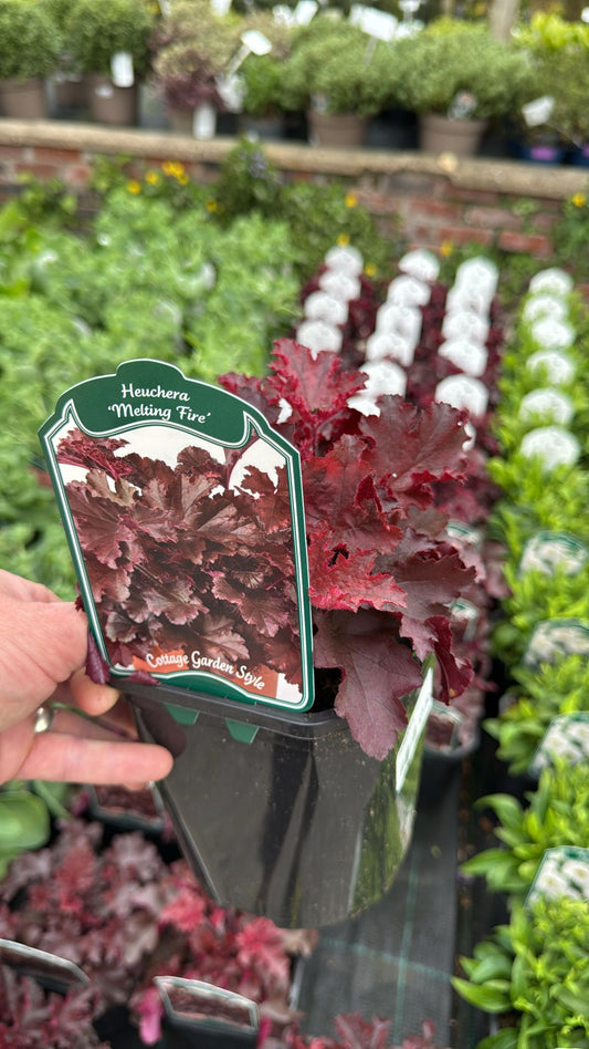 Heuchera 'Melting Fire' 2L