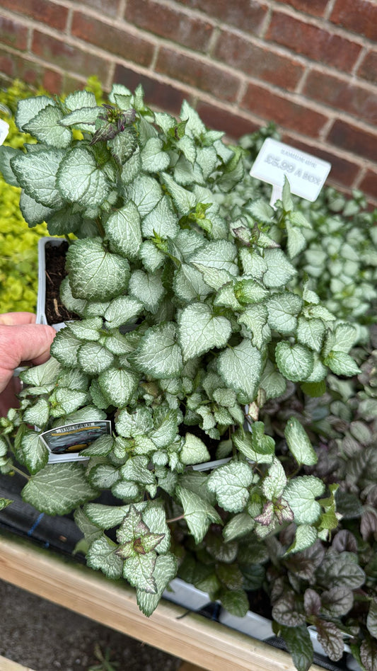 Lamium 4 Pack