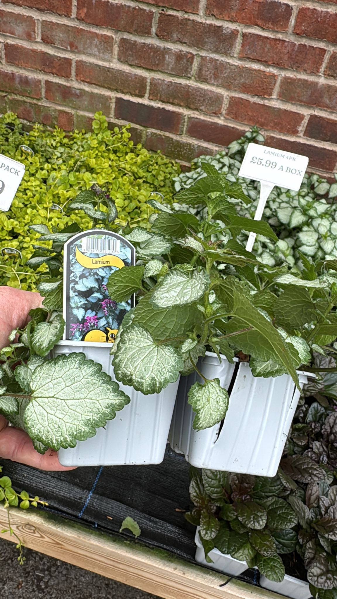 Lamium 4 Pack