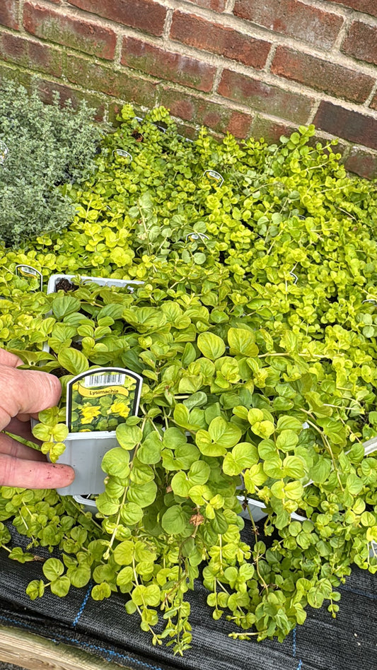Lysimachia 4 Pack