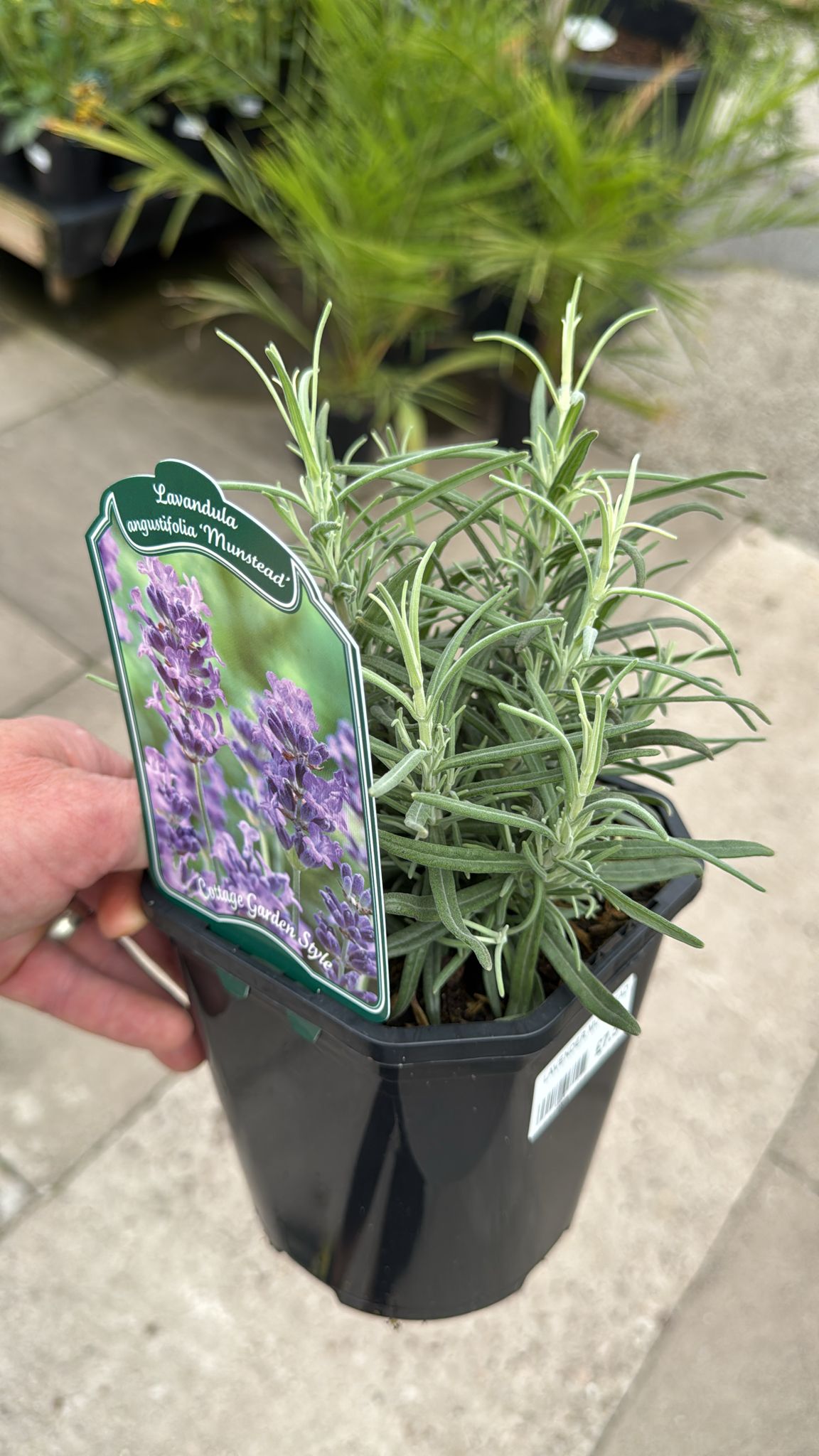 Lavender 'Munstead' 2L