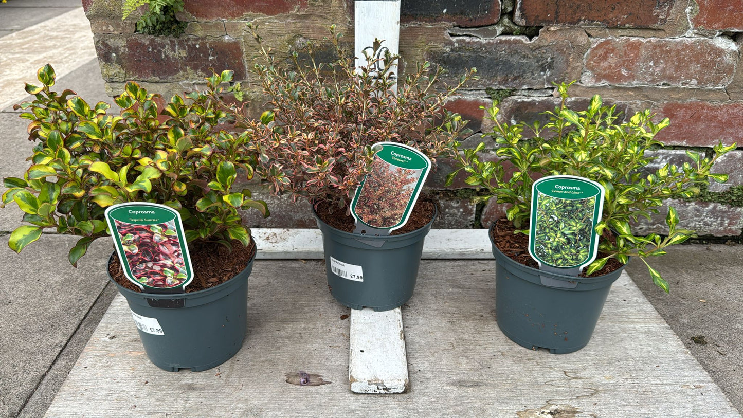 Coprosma 2L