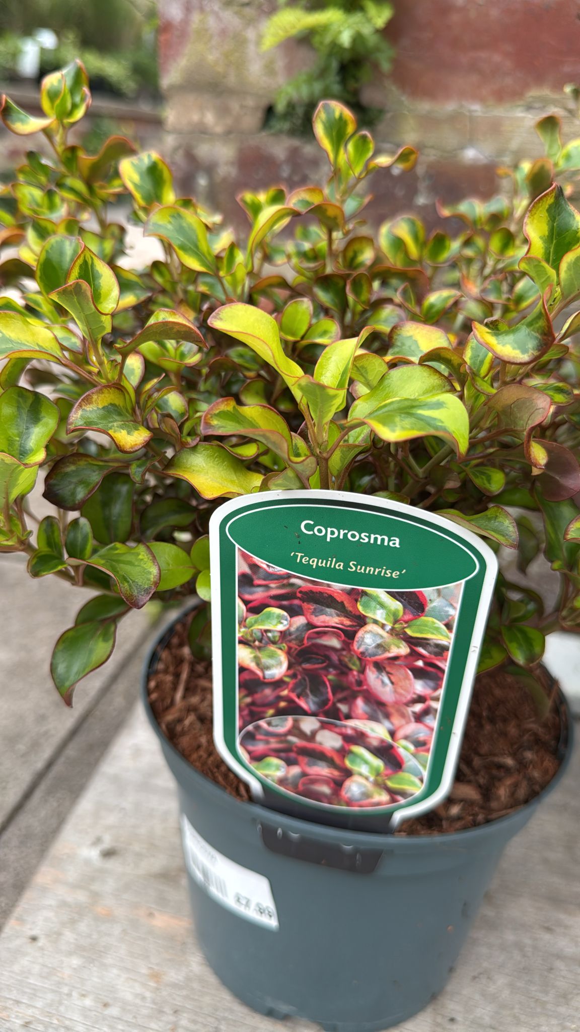 Coprosma 2L