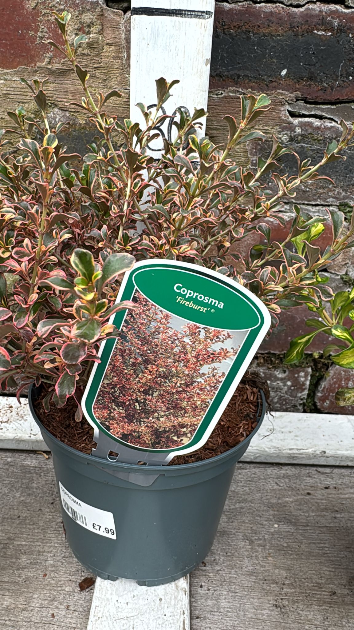 Coprosma 2L