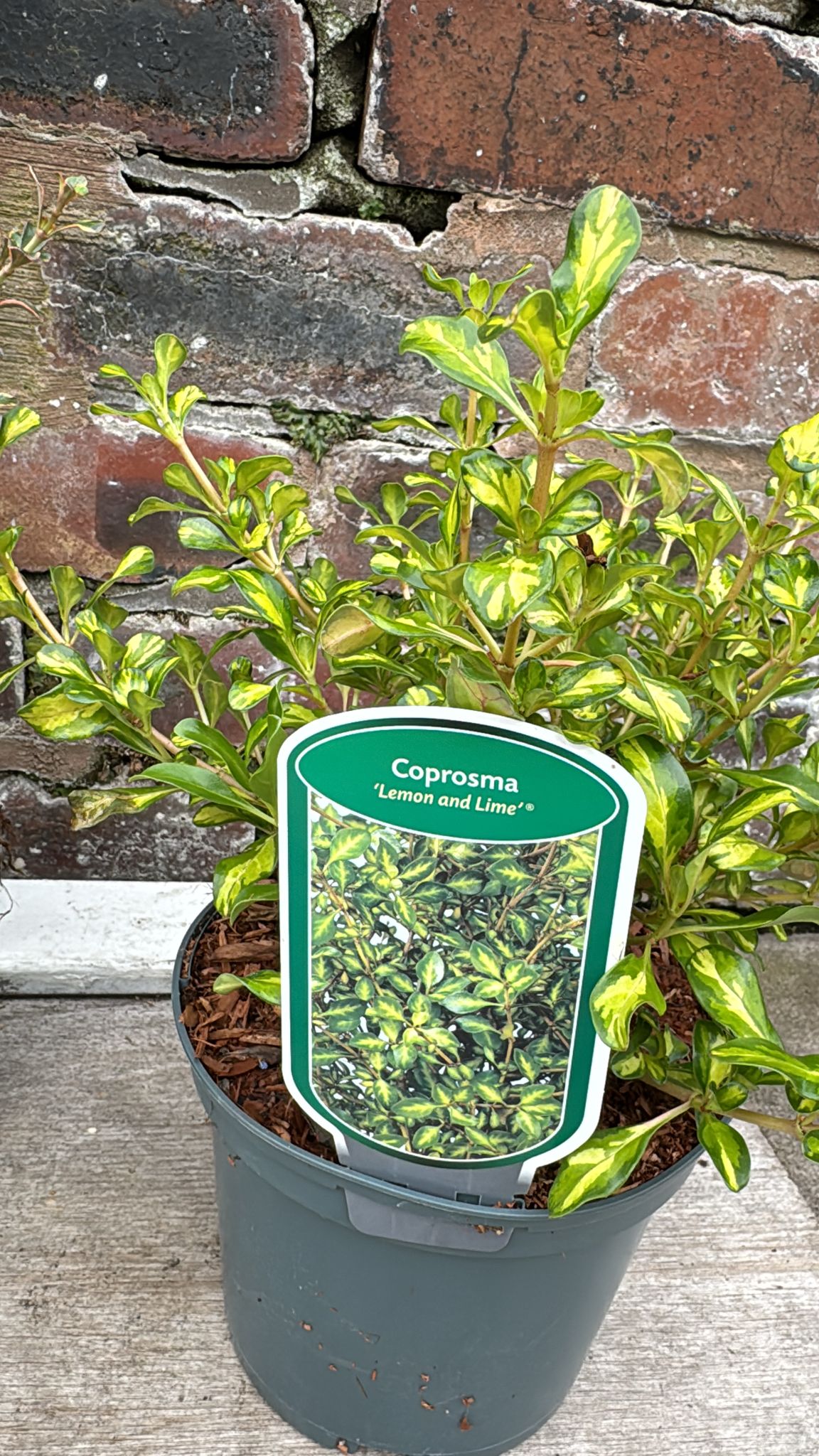 Coprosma 2L