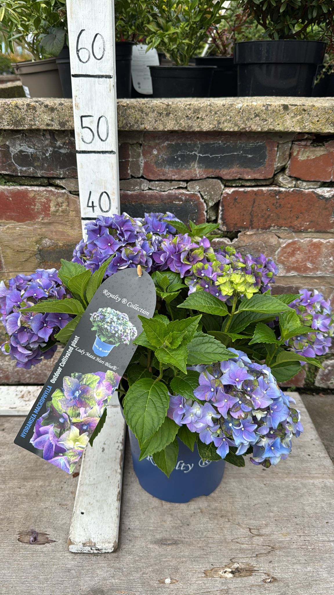 Hydrangea Royalty 3L