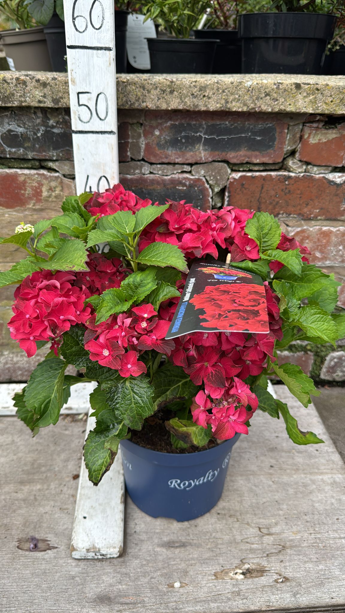 Hydrangea Royalty 3L