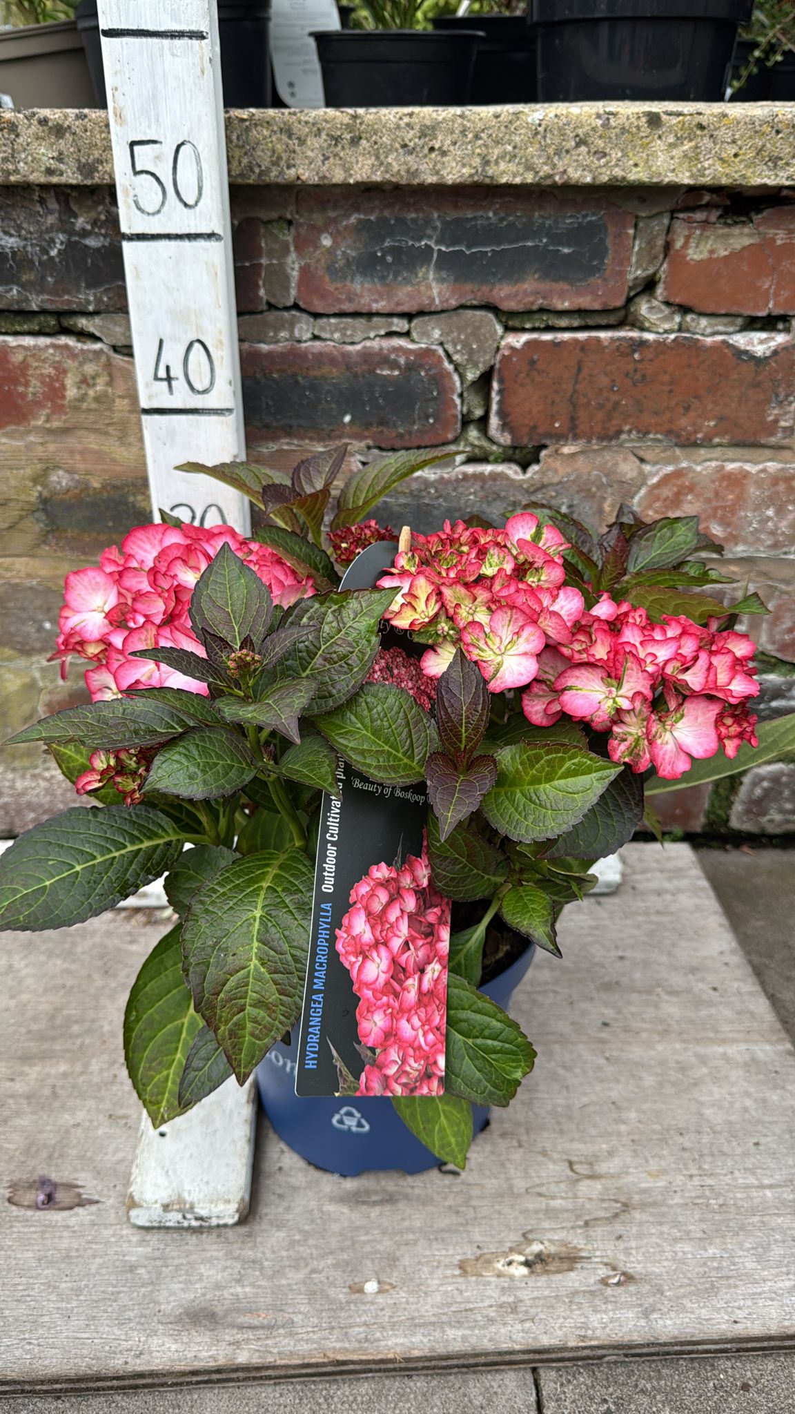 Hydrangea Royalty 3L