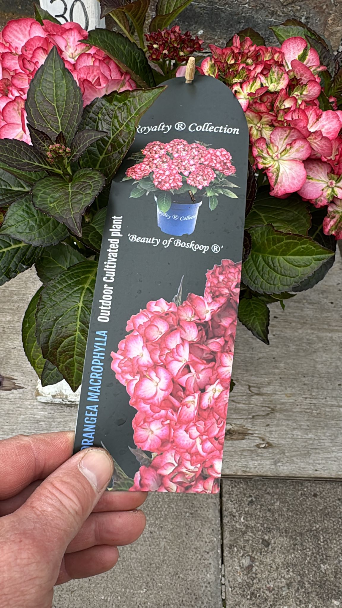 Hydrangea Royalty 3L