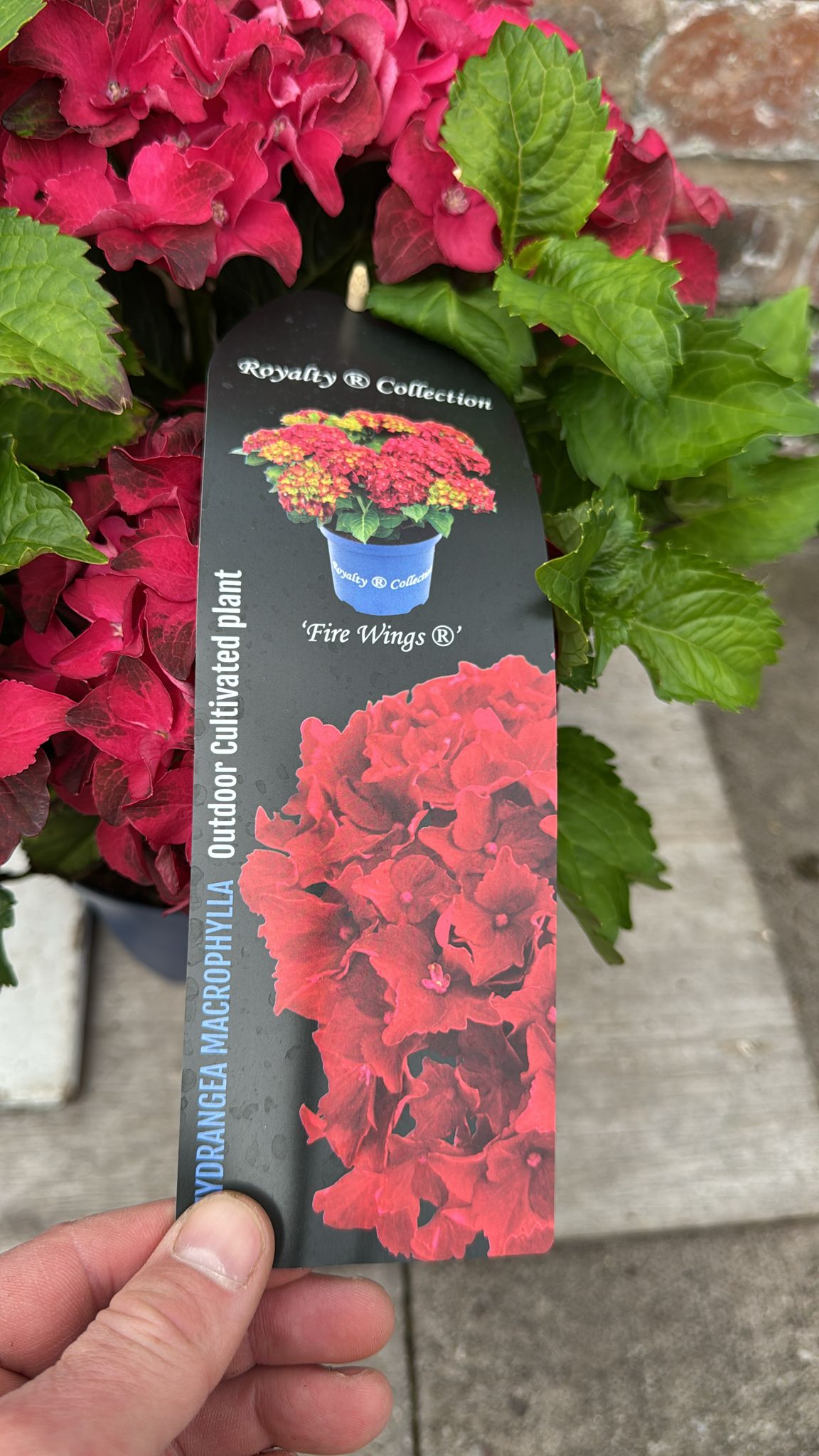 Hydrangea Royalty 3L