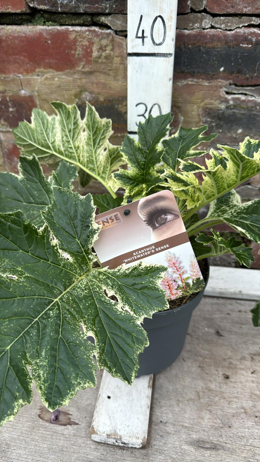 Acanthus 'White Water' 3L