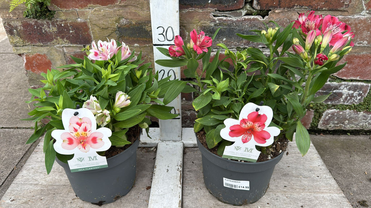 Alstromeria 3L