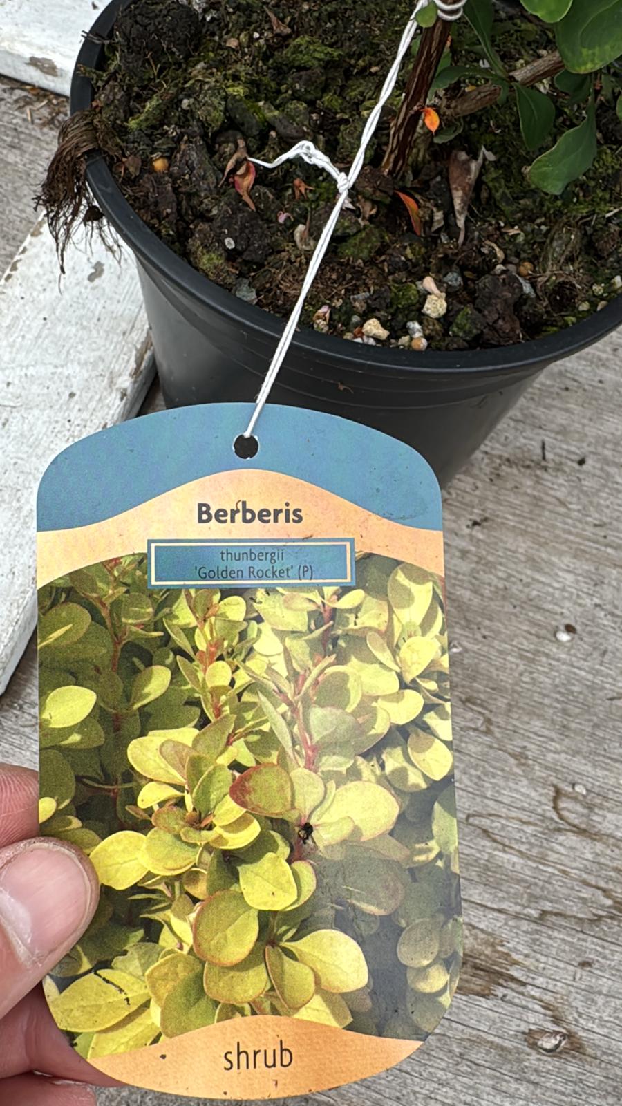 Berberis 2L