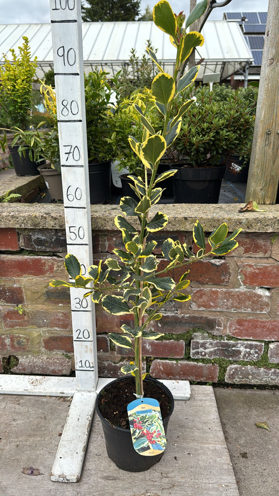 Ilex 'Golden King' (Holly) 3L