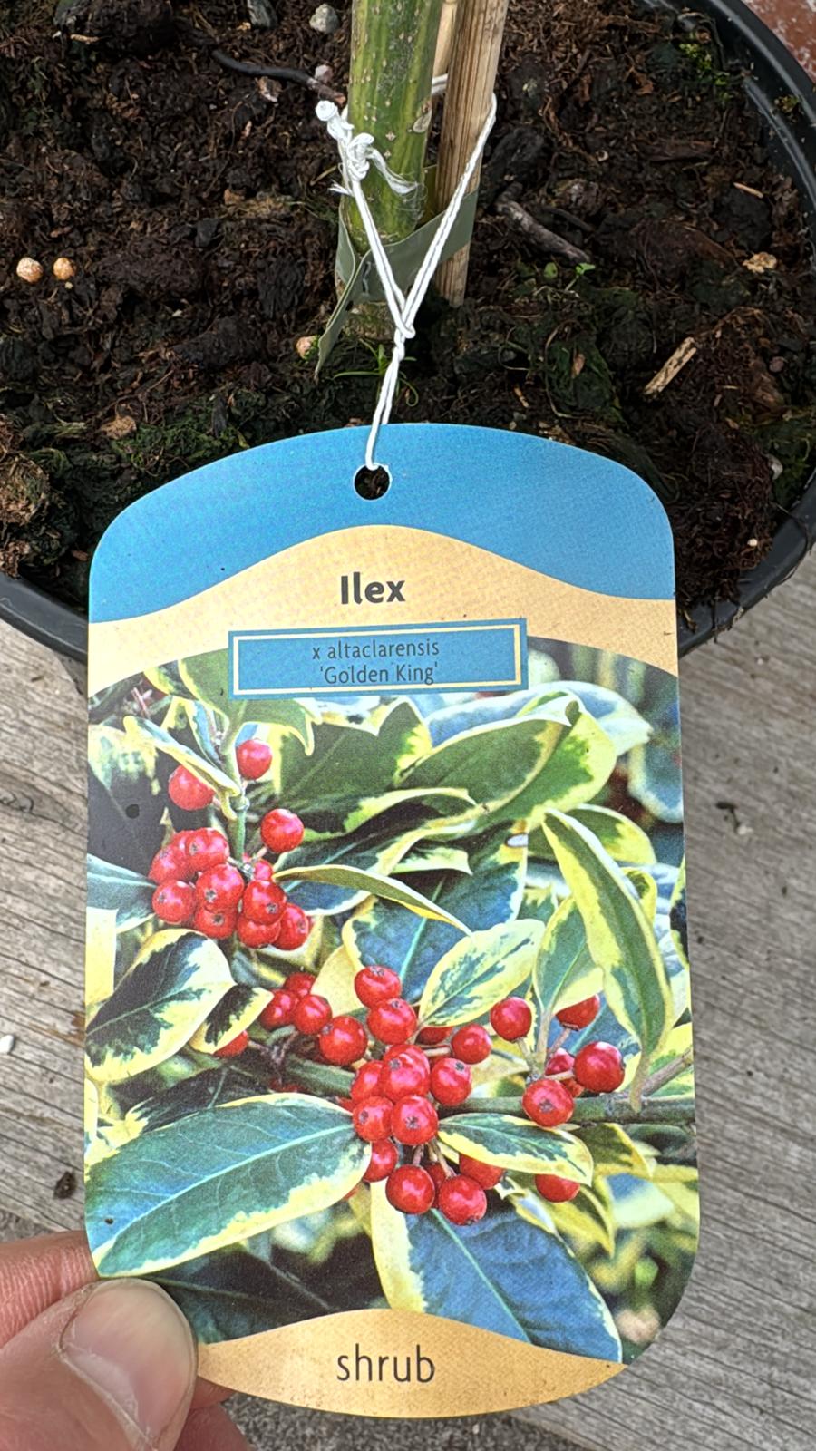 Ilex 'Golden King' (Holly) 3L