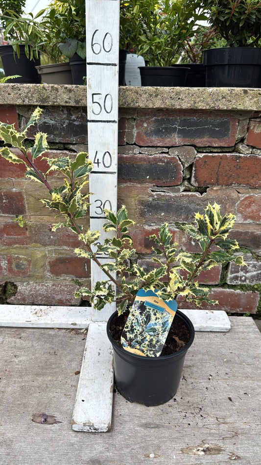 Ilex'Ferox Argentea' (Holly) 2L
