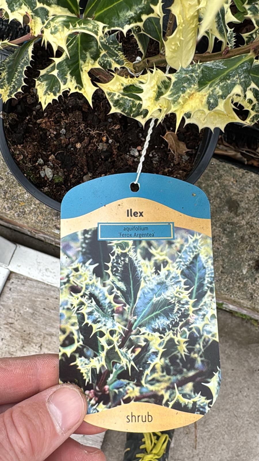 Ilex'Ferox Argentea' (Holly) 2L