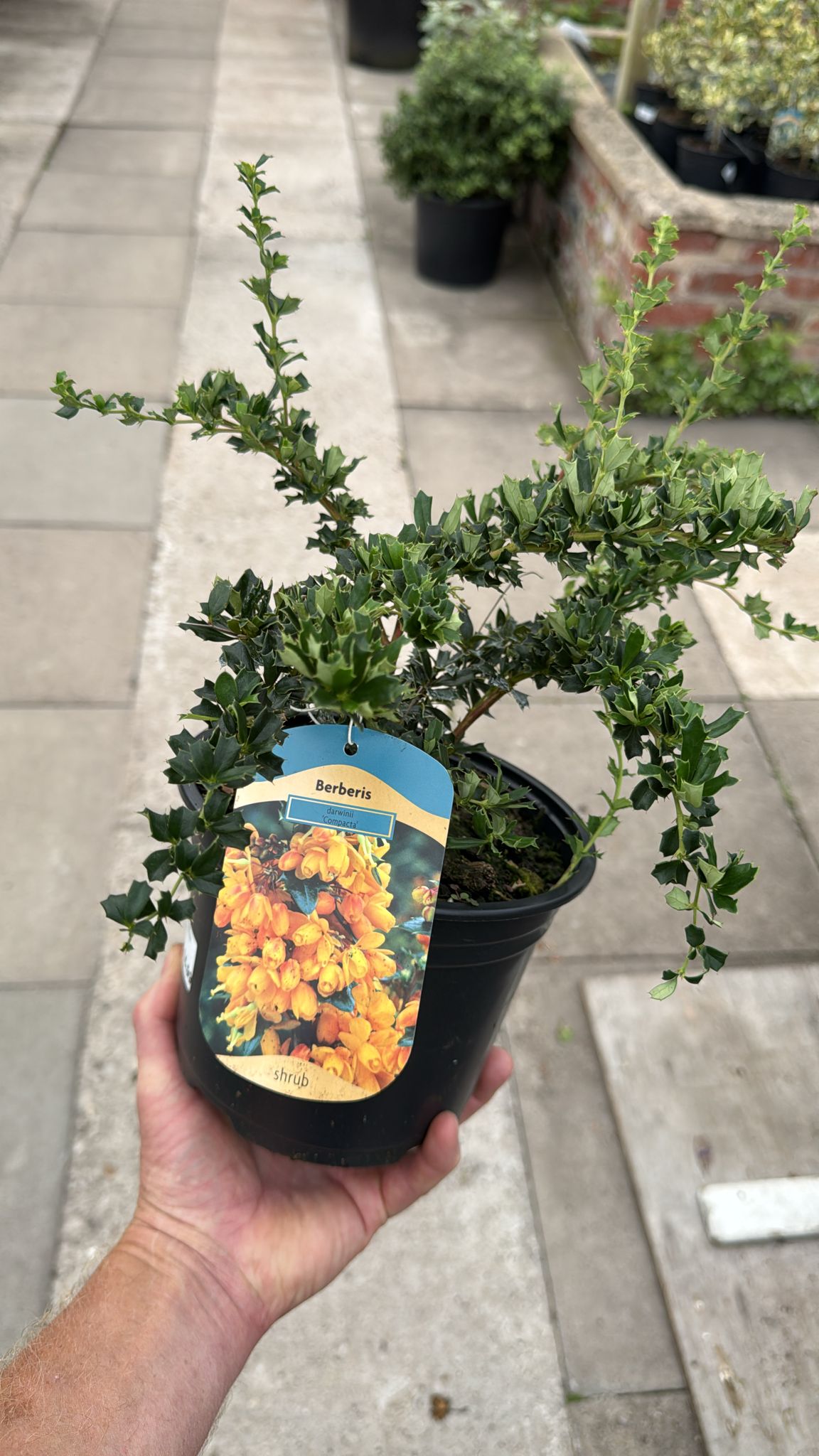 Berberis Darwinian Compacta 2L