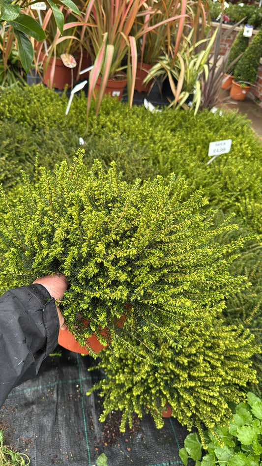 Heather 'Erica Darley Day' 3L