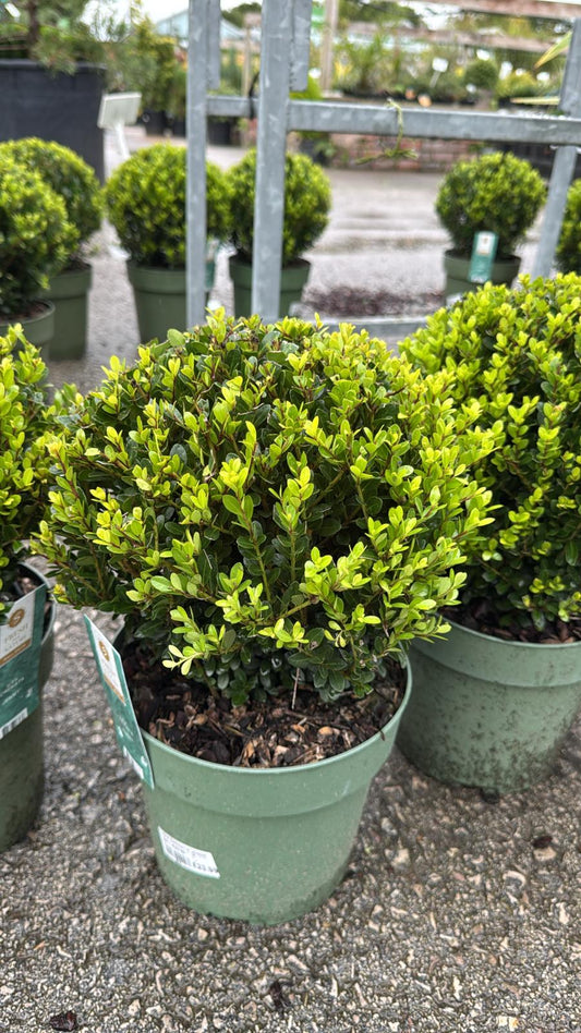 Ilex Crenata Ball (Topiary ball)