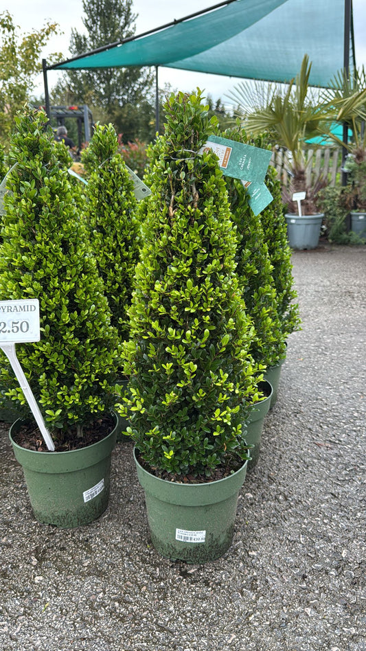Ilex Crenata Pyramid  (Topairy Cone)