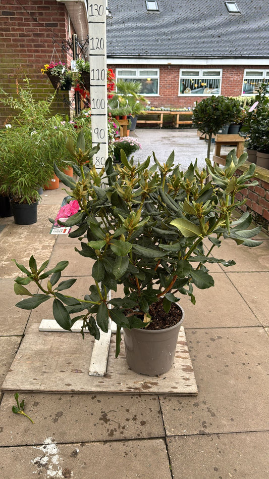 Rhododendron 'Nova Zembla' 10L